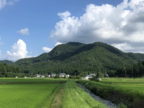 緑の田んぼと山々、田畑の間を流れる水路