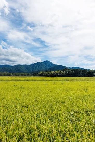 青い空の下に広がる、稲穂が実った田んぼ